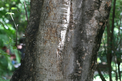 Ficus racemosa